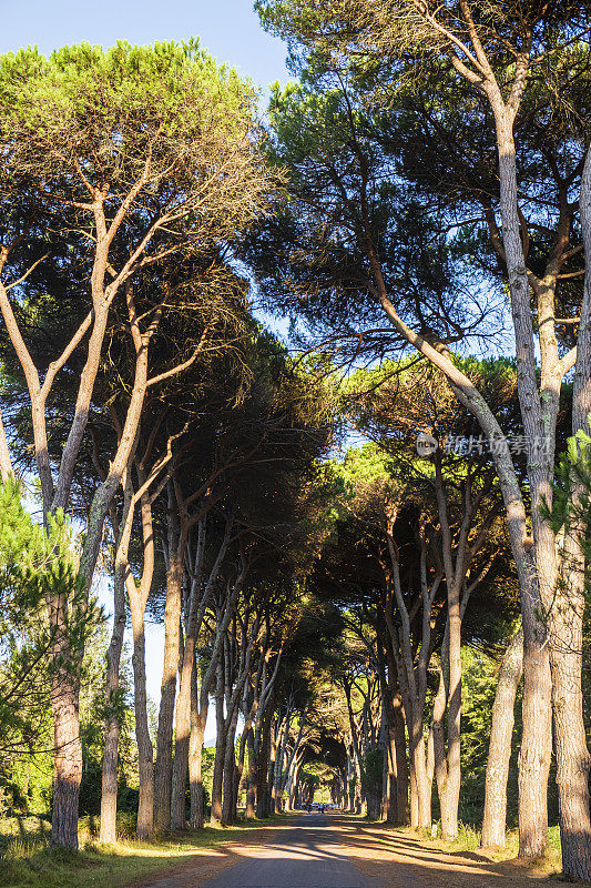 米格里诺自然公园的Viale del Gombo, San rossoore, Massaciuccoli(托斯卡纳，意大利)